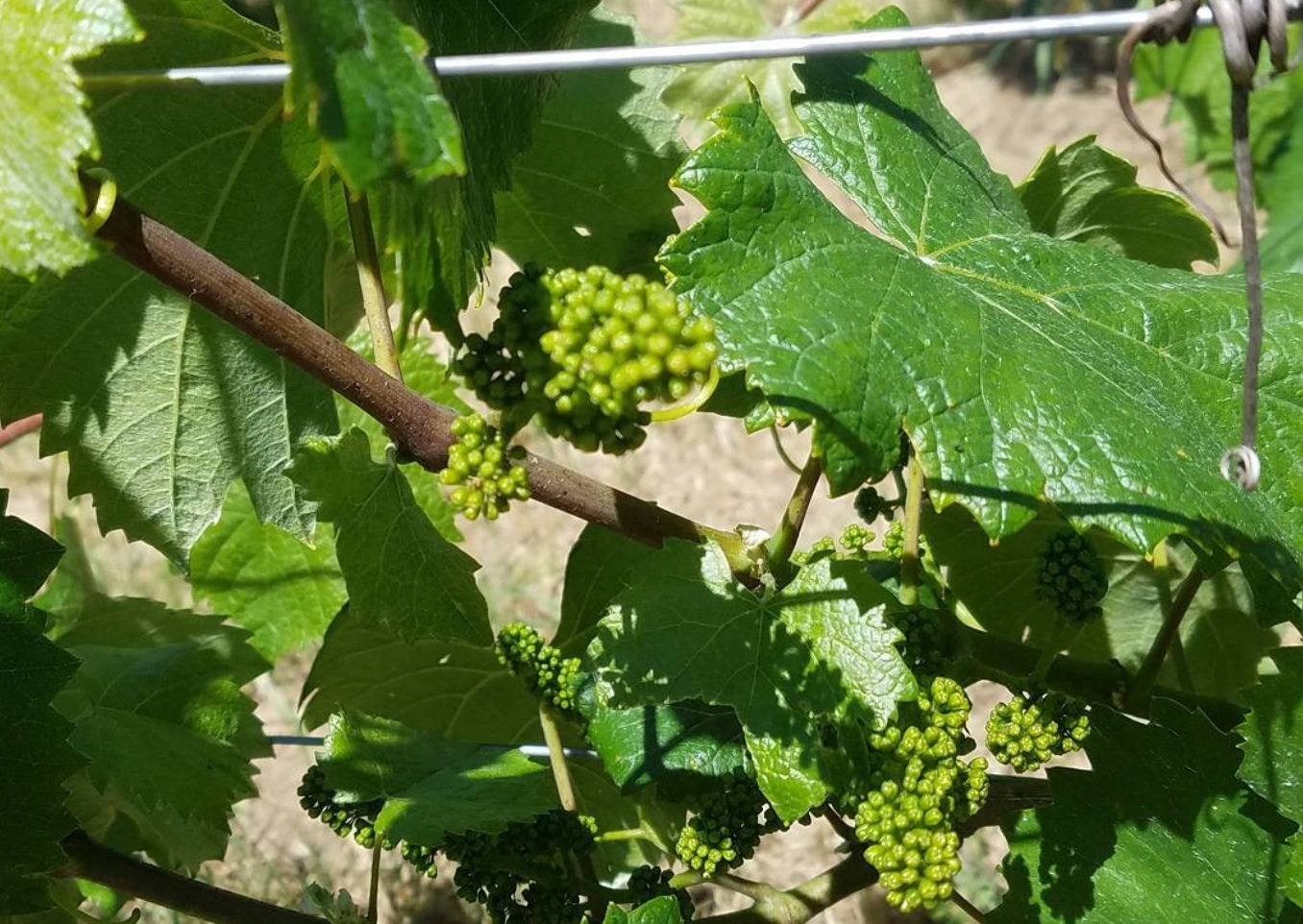 Aligoté buds eager to flower. Aligoté buds eager to flower.