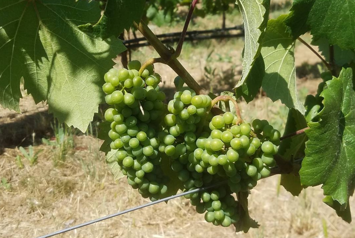 Aligoté grapes maturing at the Napa Valley home of Young Inglewood Vineyards. Aligoté grapes maturing at the Napa Valley home of Young Inglewood Vineyards.